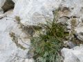 Artemisia umbelliformis subsp. eriantha
